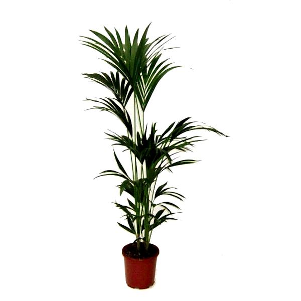Kentia palm - Howea forsteriana