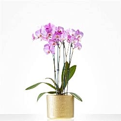 Categorie Planten